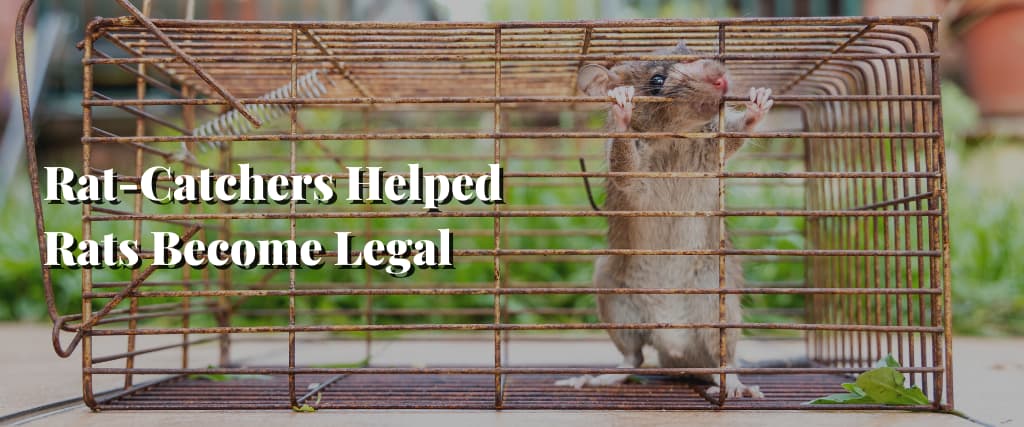 Rat-Catchers Helped Rats Become Legal