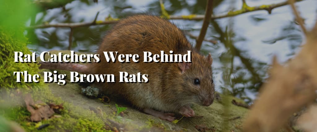 Rat Catchers Were Behind The Big Brown Rats