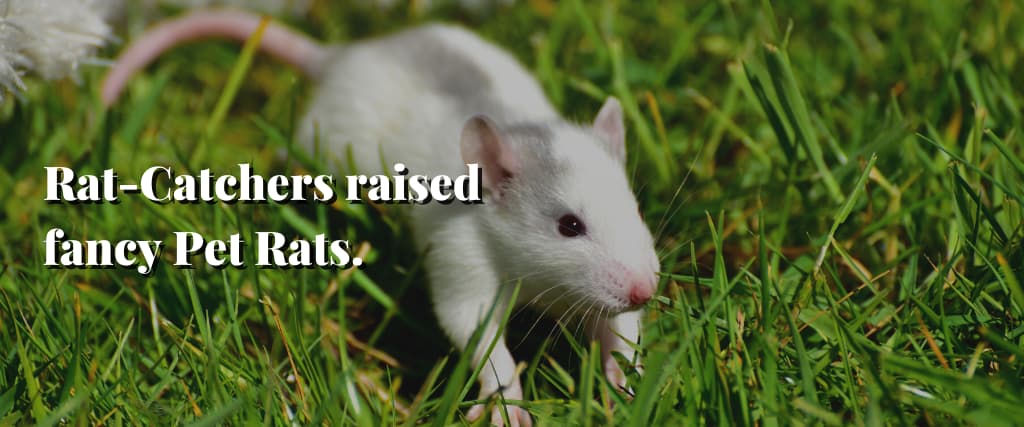 Rat-Catchers raised fancy Pet Rats.
