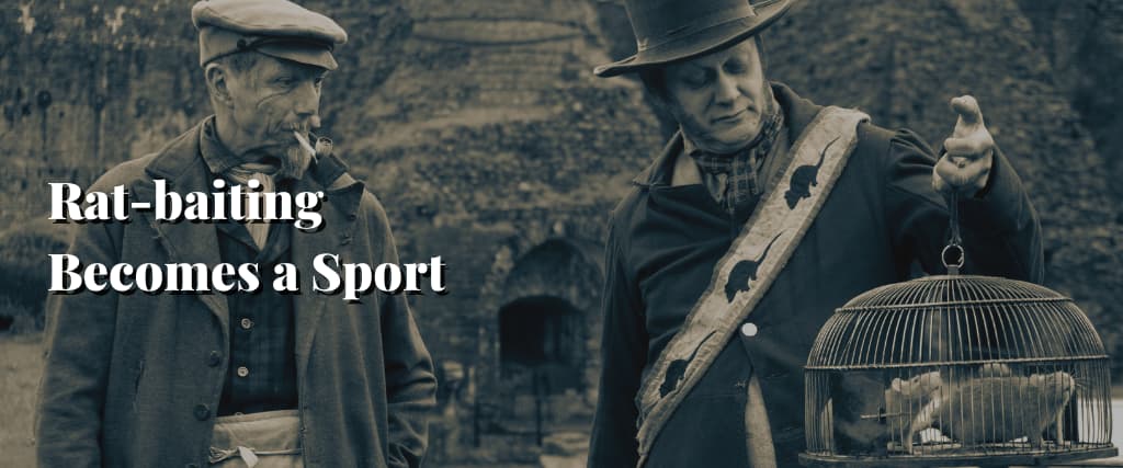 Rat-baiting Becomes a Sport
