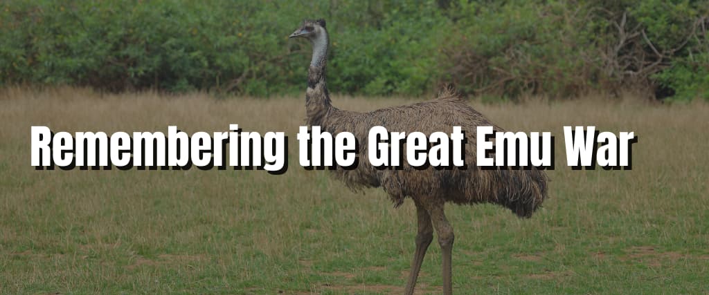 Remembering the Great Emu War