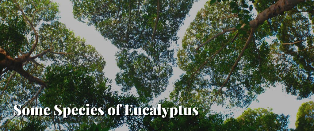 Some Species of Eucalyptus