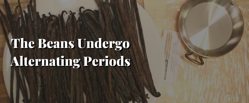 The-Beans-Undergo-Alternating-Periods