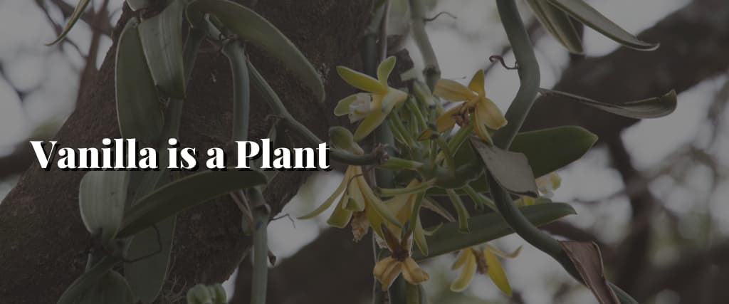 Vanilla-is-a-Plant-