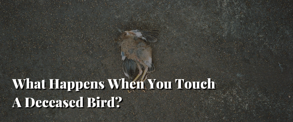 What Happens When You Touch A Deceased Bird