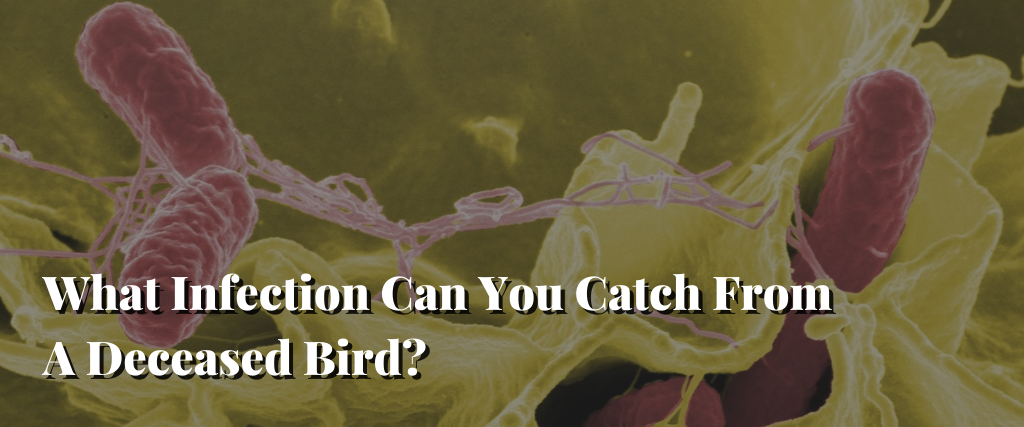 What Infection Can You Catch From A Deceased Bird