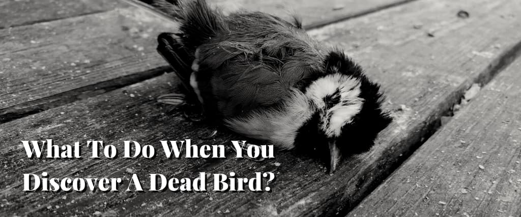 What To Do When You Discover A Dead Bird