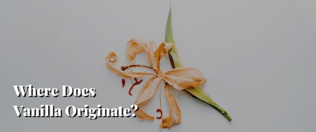 Where Does Vanilla Originate