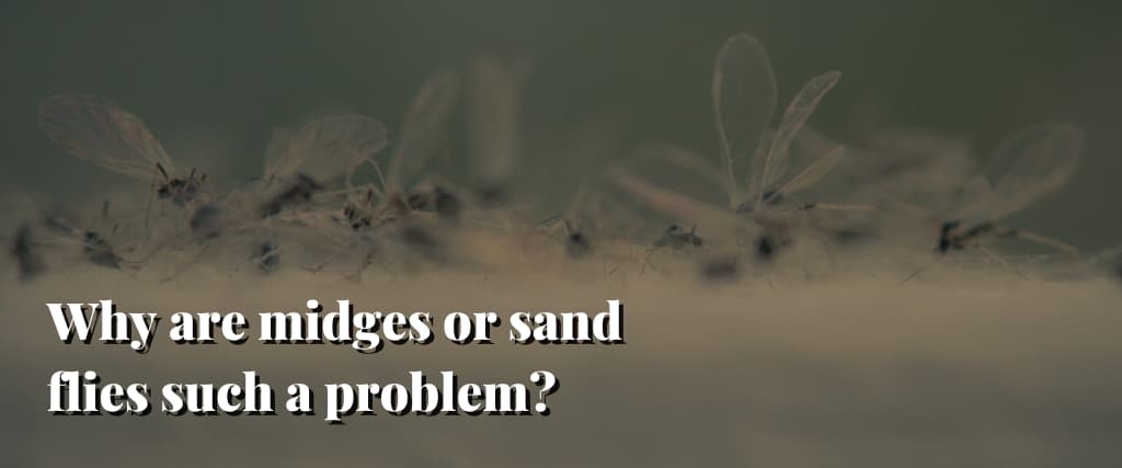 Why are midges or sand flies such a problem