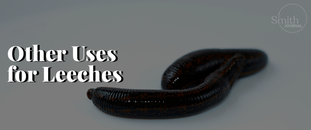 Other Uses for Leeches
