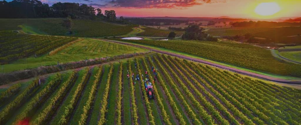 12 of the Best Wineries in Hunter Valley