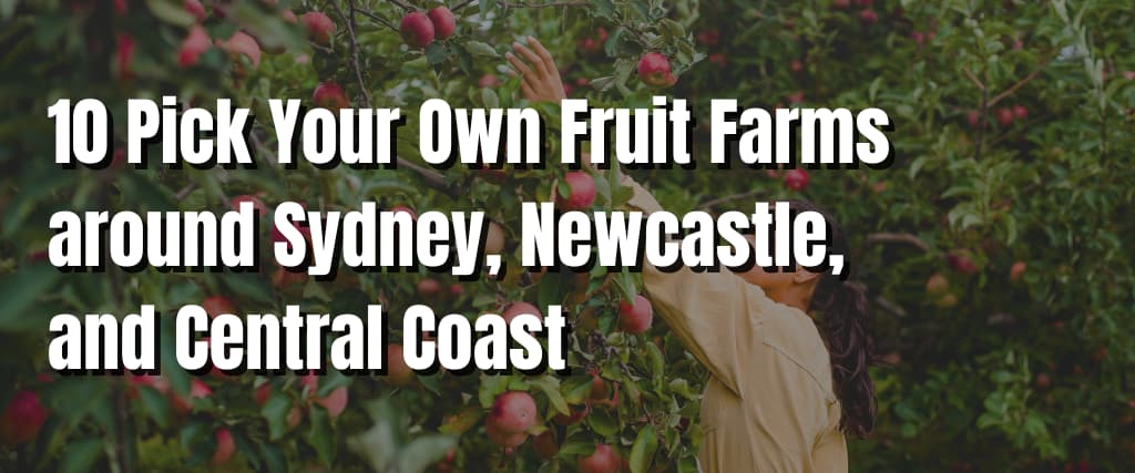 10 Pick Your Own Fruit Farms around Sydney, Newcastle, and Central Coast