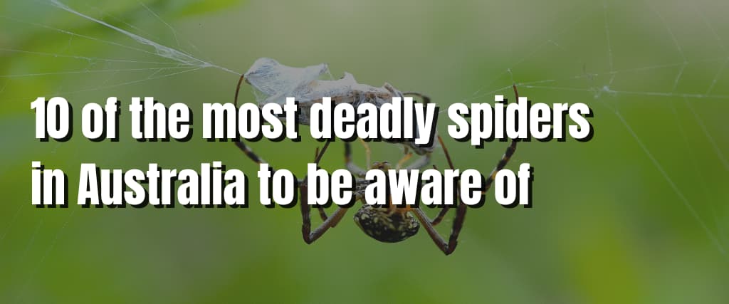 10 of the most deadly spiders in Australia to be aware of