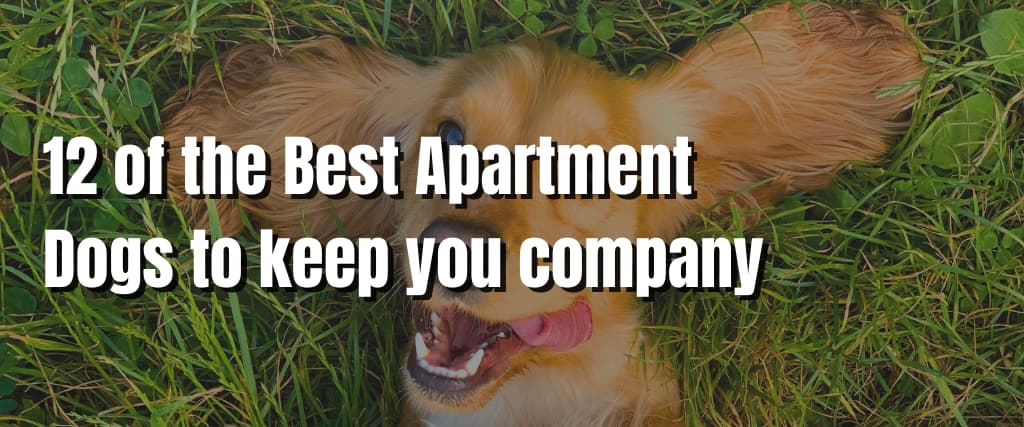 12 of the Best Apartment Dogs to keep you company