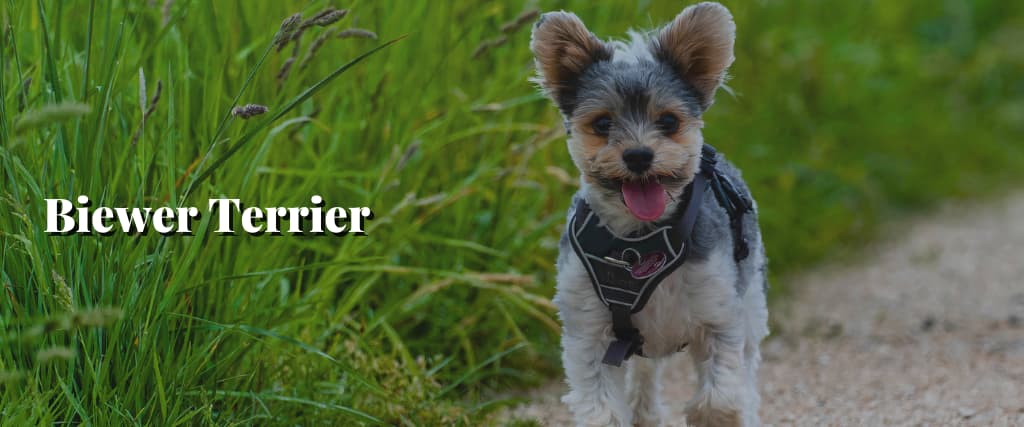 Biewer Terrier