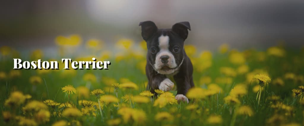 Boston Terrier