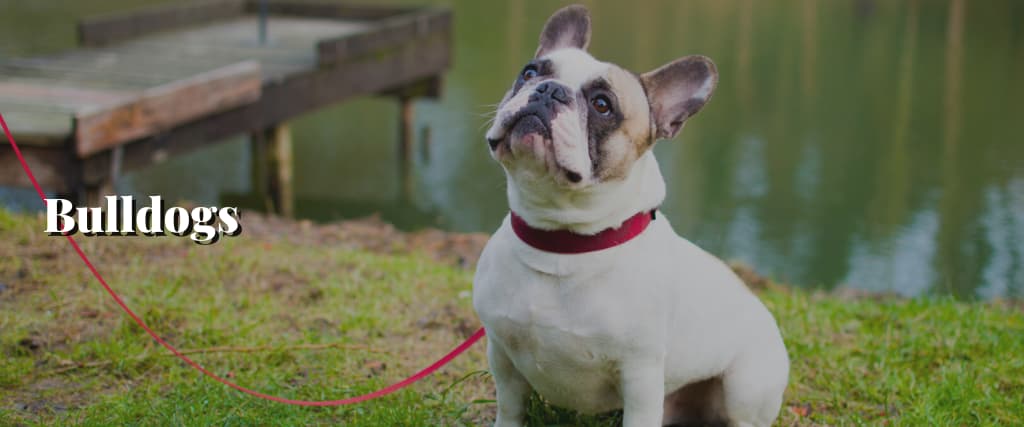 Bulldogs