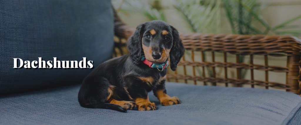 Dachshunds