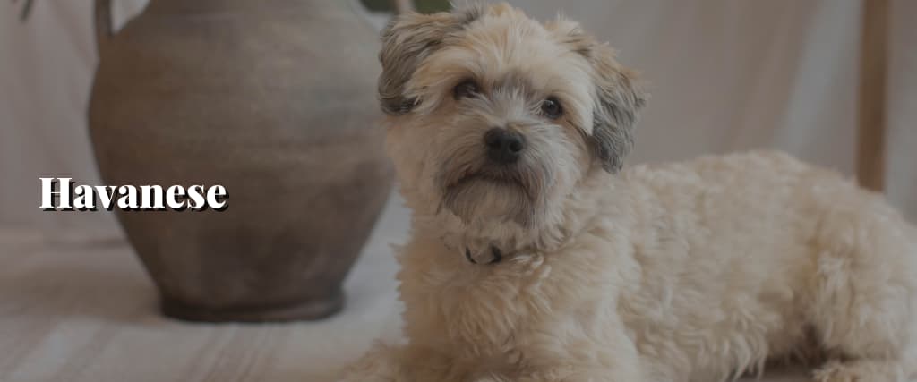 Havanese