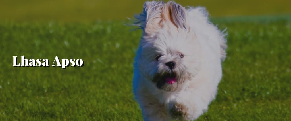 Lhasa Apso