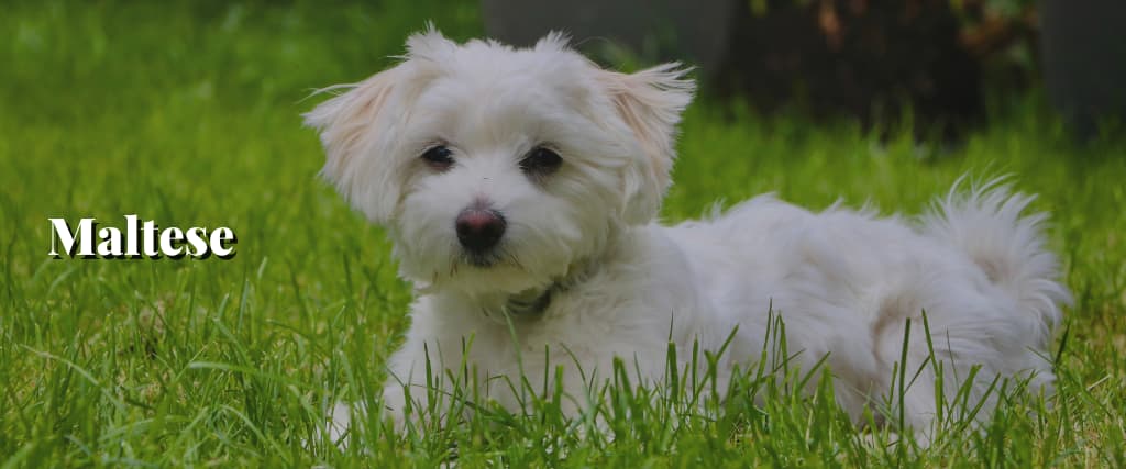 Maltese