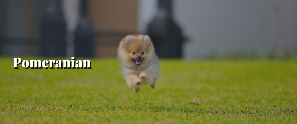 Pomeranian