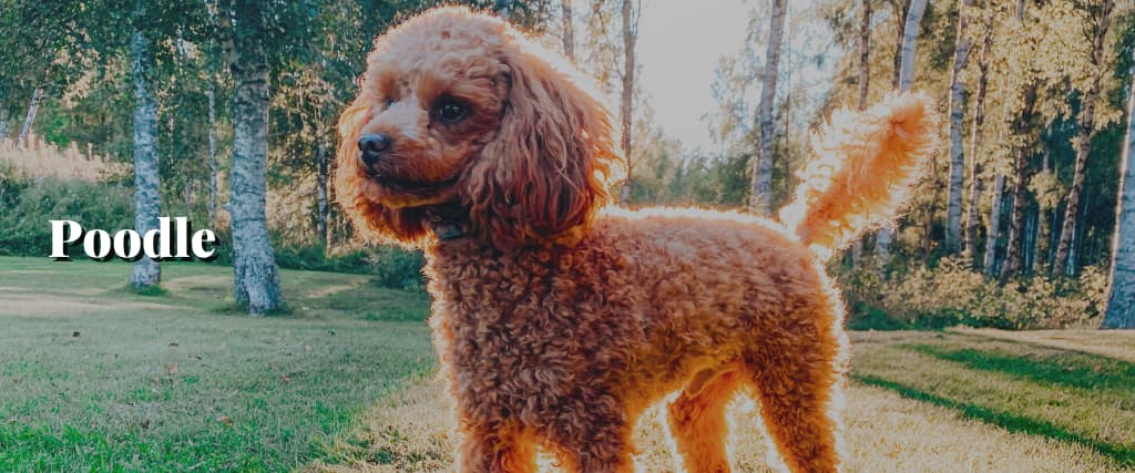 Poodle