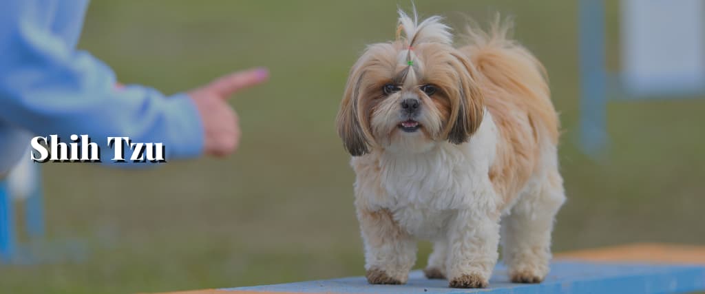 Shih Tzu