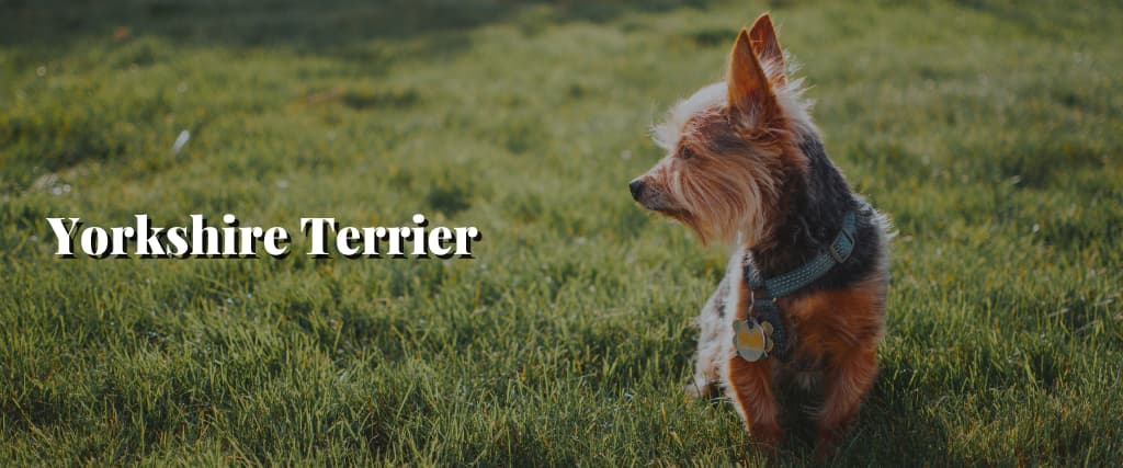 Yorkshire Terrier