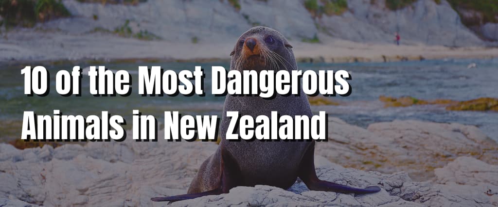 10 of the Most Dangerous Animals in New Zealand