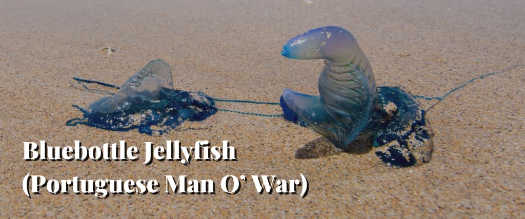 Bluebottle Jellyfish (Portuguese Man O’ War)