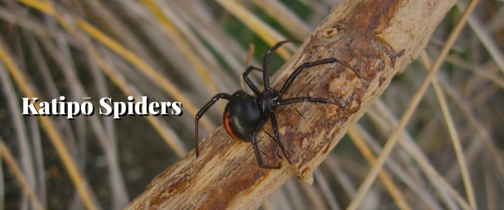Katipō Spiders