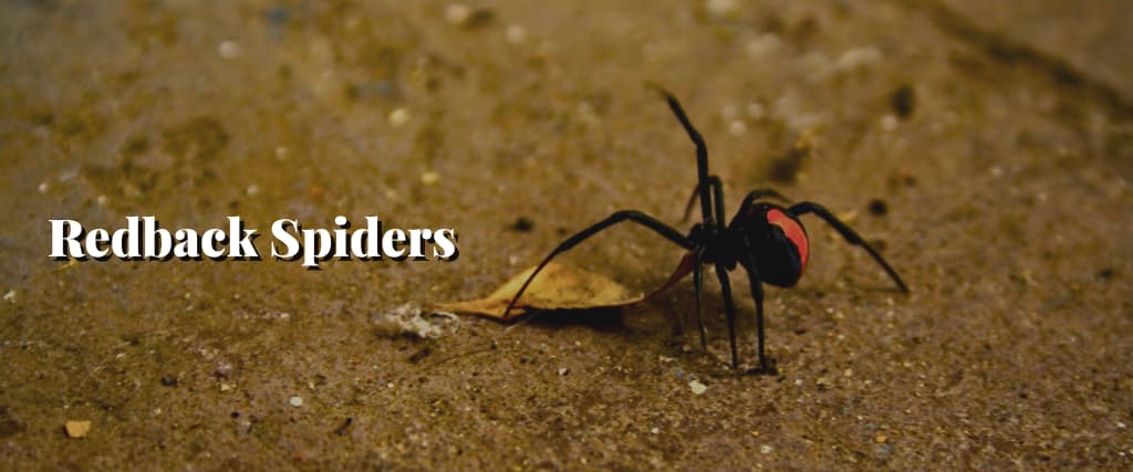 Redback Spiders
