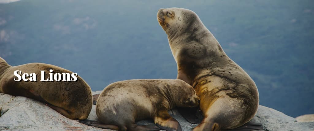 Sea Lions