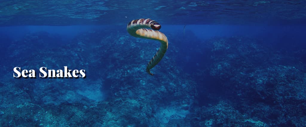 Sea Snakes