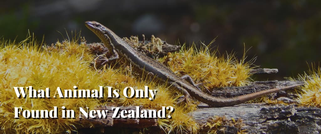 What Animal Is Only Found in New Zealand