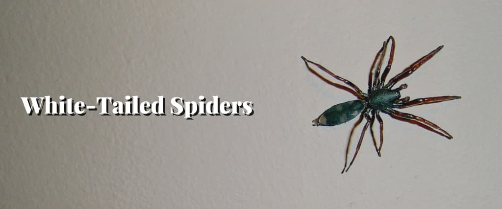 White-Tailed Spiders