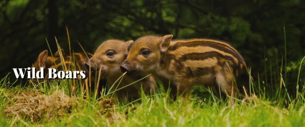 Wild Boars