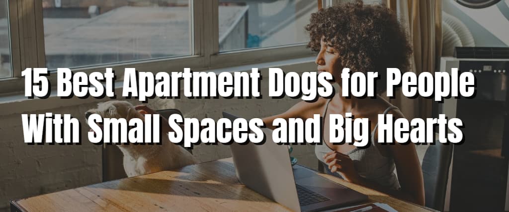15 Best Apartment Dogs for People With Small Spaces and Big Hearts
