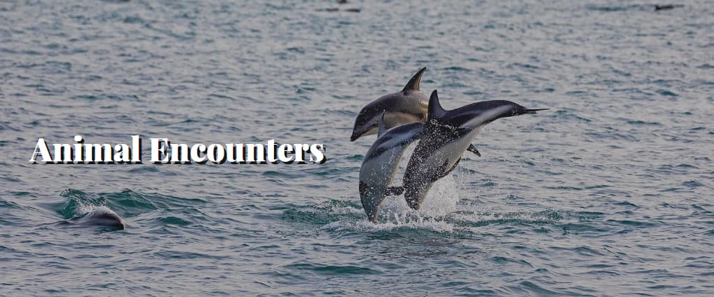 Animal Encounters