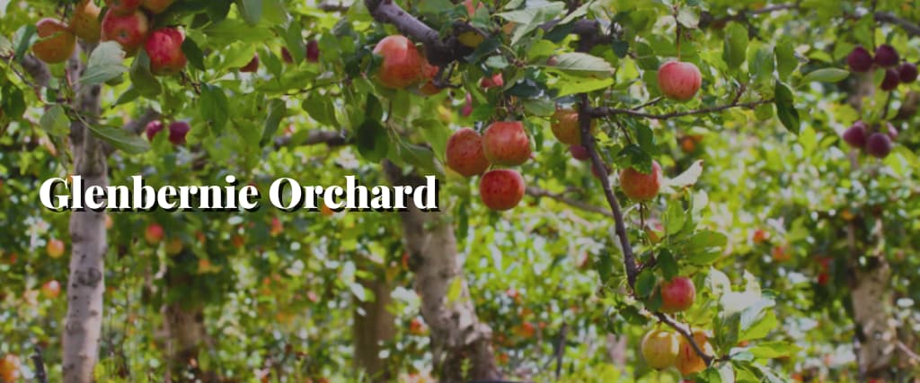 Glenbernie Orchard1