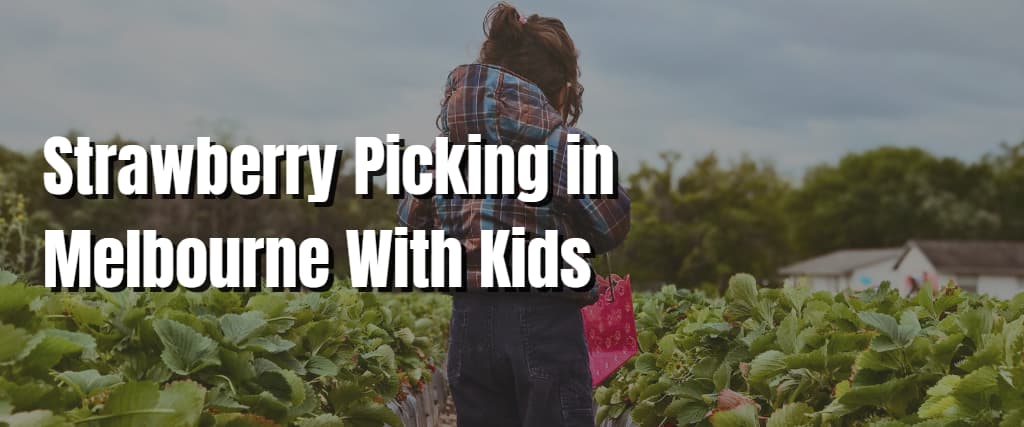 Strawberry Picking in Melbourne With Kids