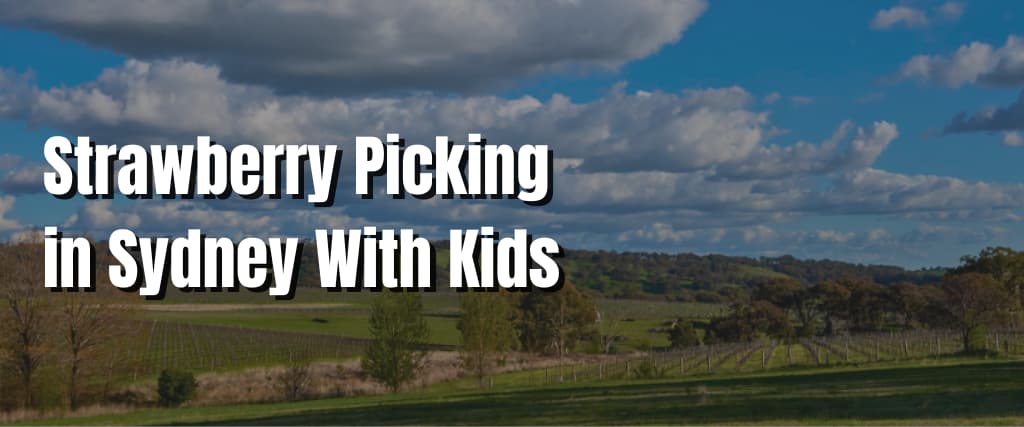 Strawberry Picking in Sydney With Kids