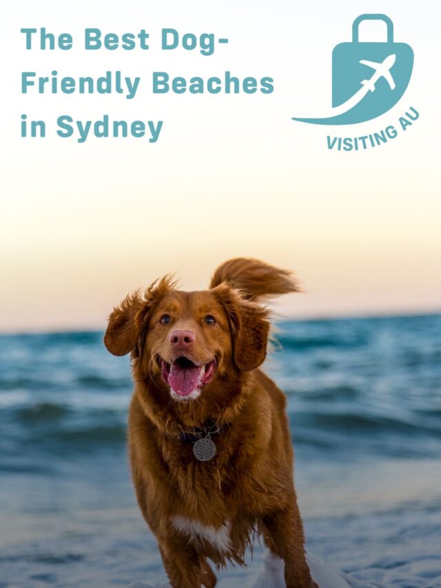 The Best Dog-Friendly Beaches in Sydney