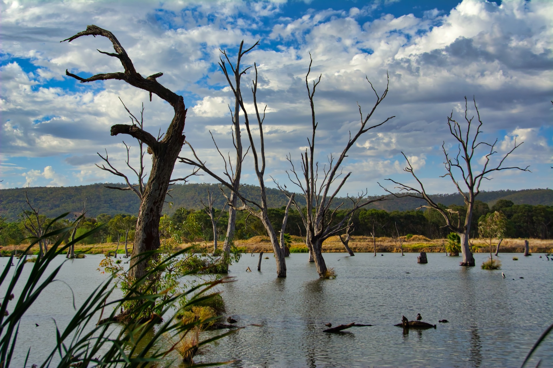 17 Things to Do in AlburyWodonga Visiting Australia 17 Things to Do in AlburyWodonga Visiting Australia