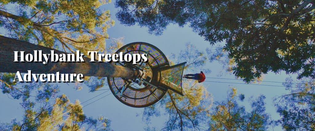 Hollybank Treetops Adventure