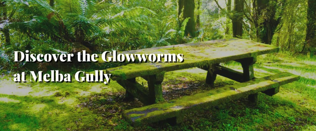 Discover the Glowworms at Melba Gully