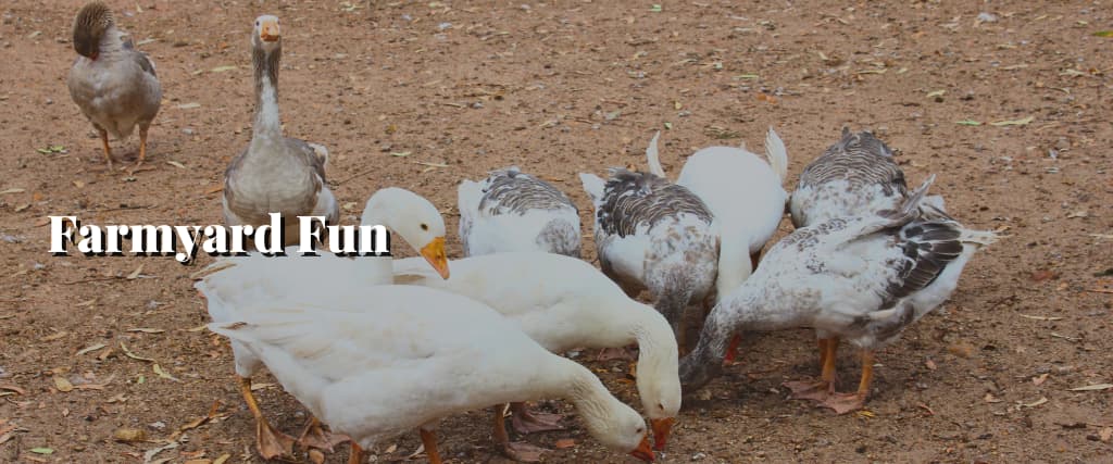 Farmyard Fun